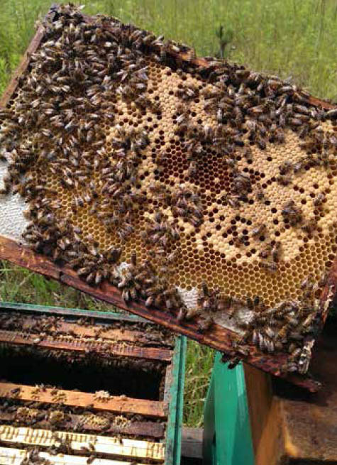 s20160738 bees2.jpg