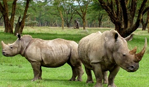 Экономика носорогов